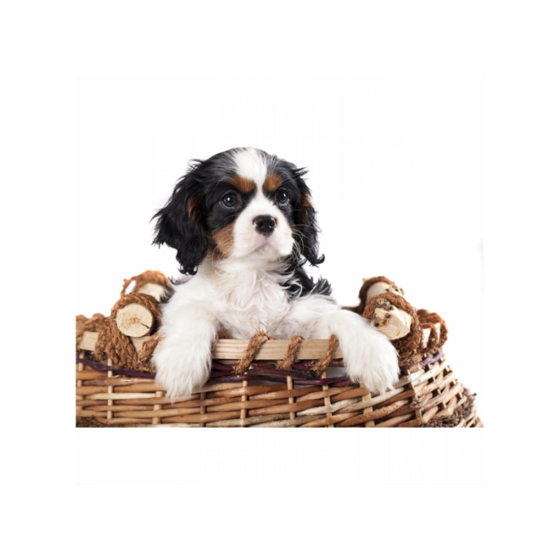 Πίνακας σε καμβά με Ζώα Dog in the basket